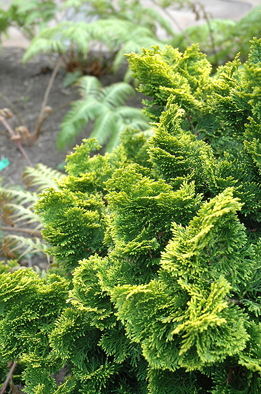 Hinoki False Cypress Nana Aurea
