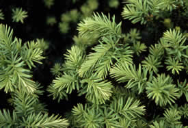 Anglojap Yew Tauntonii