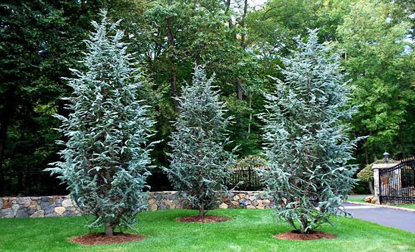 Cedrus, Blue Atlas Cedar Glauca