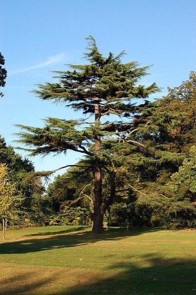 Deodar Cedar, Himalayan Cedar Miles High