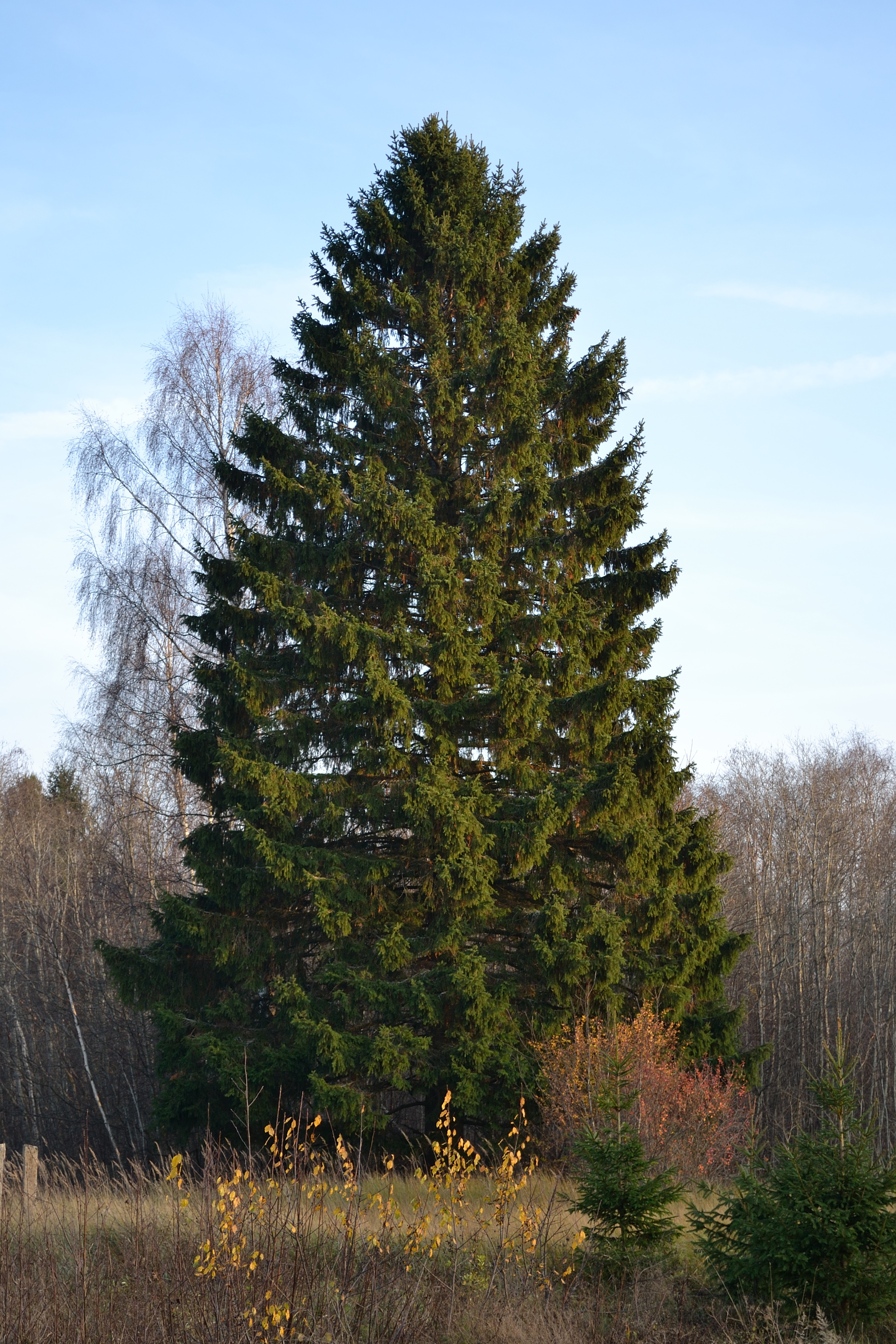 Gold Weeping Norway Spruce Kultasurukuusi