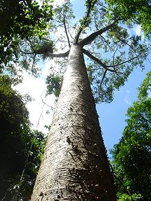 Bull Kauri, Atherton Kauri