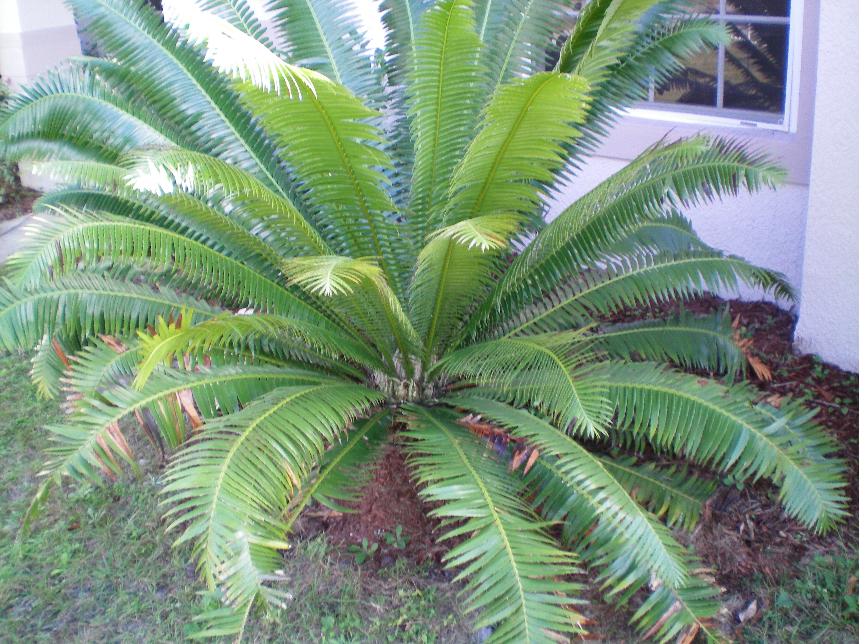 Dioon Species, Cycad, Giant Dioon, Gum Palm