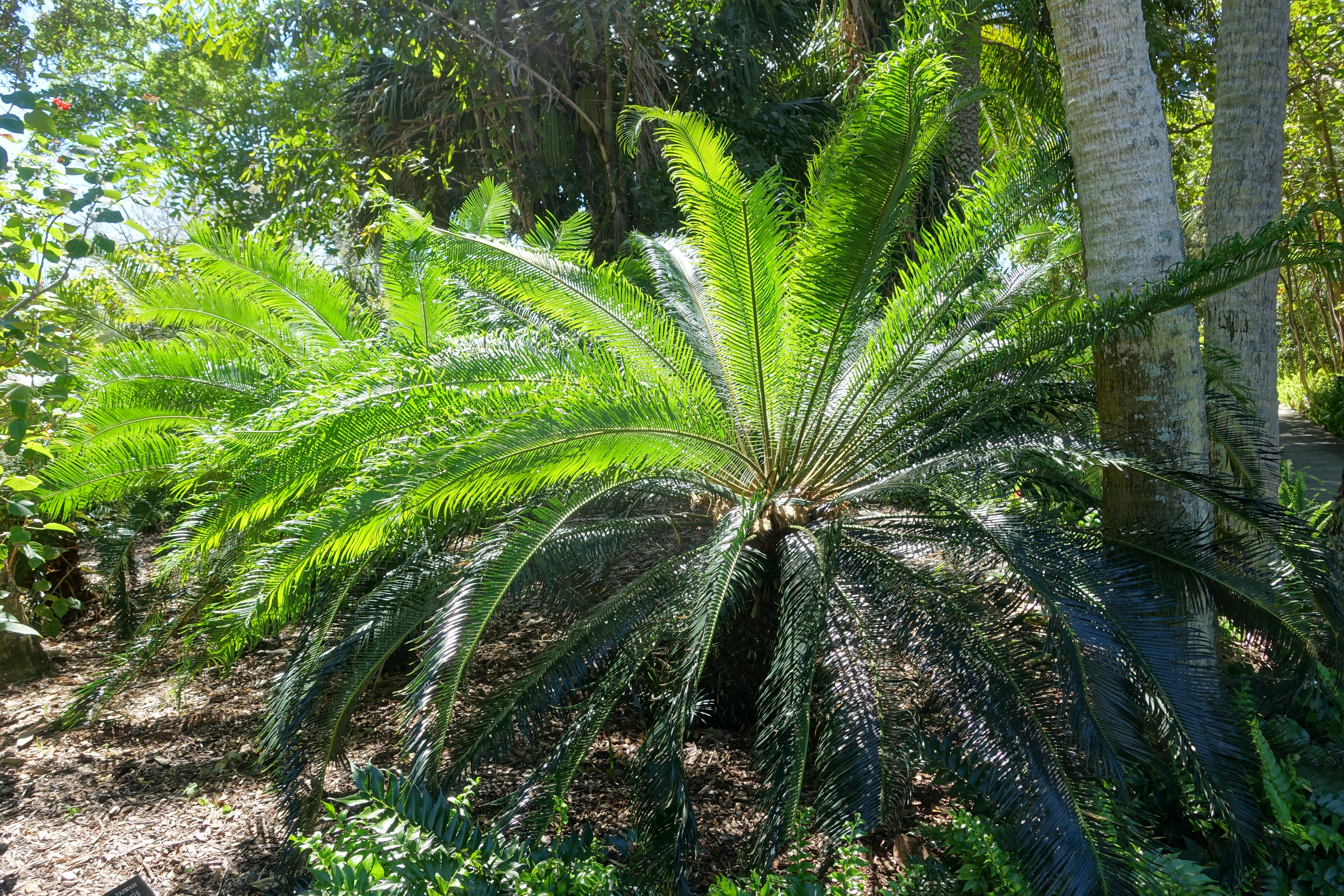 Cycad Species, Emperor Sago, Prince Sago