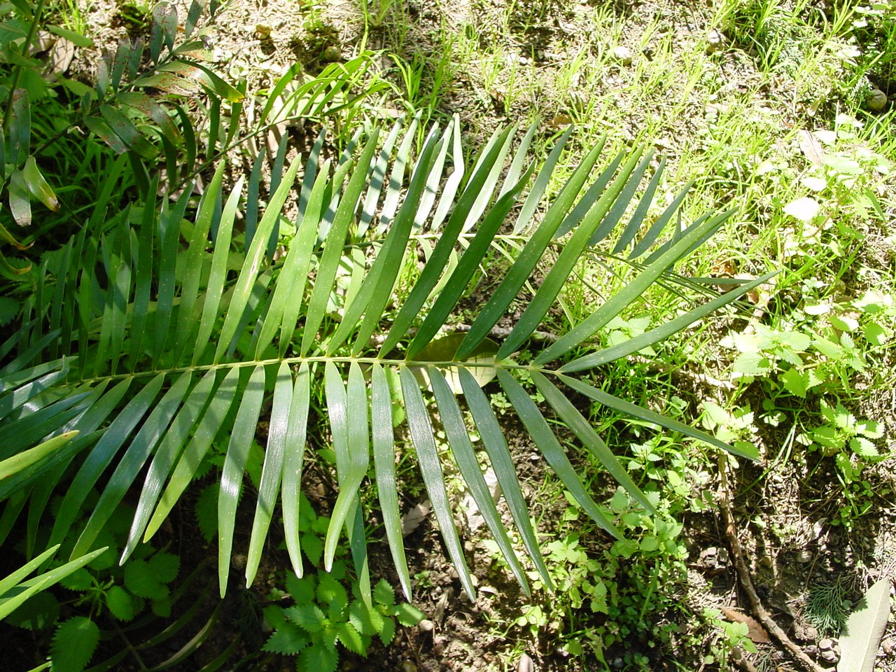 Zamia Species, Coontie, Cycad, Florida Arrowroot, Seminole Bread