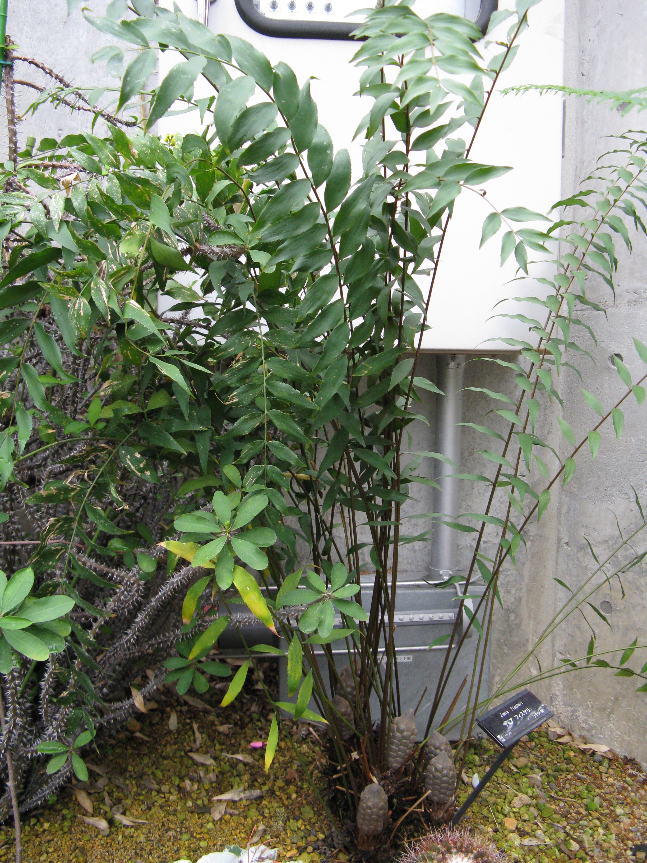 Zamia Species, Cycad, Fischers Zamia