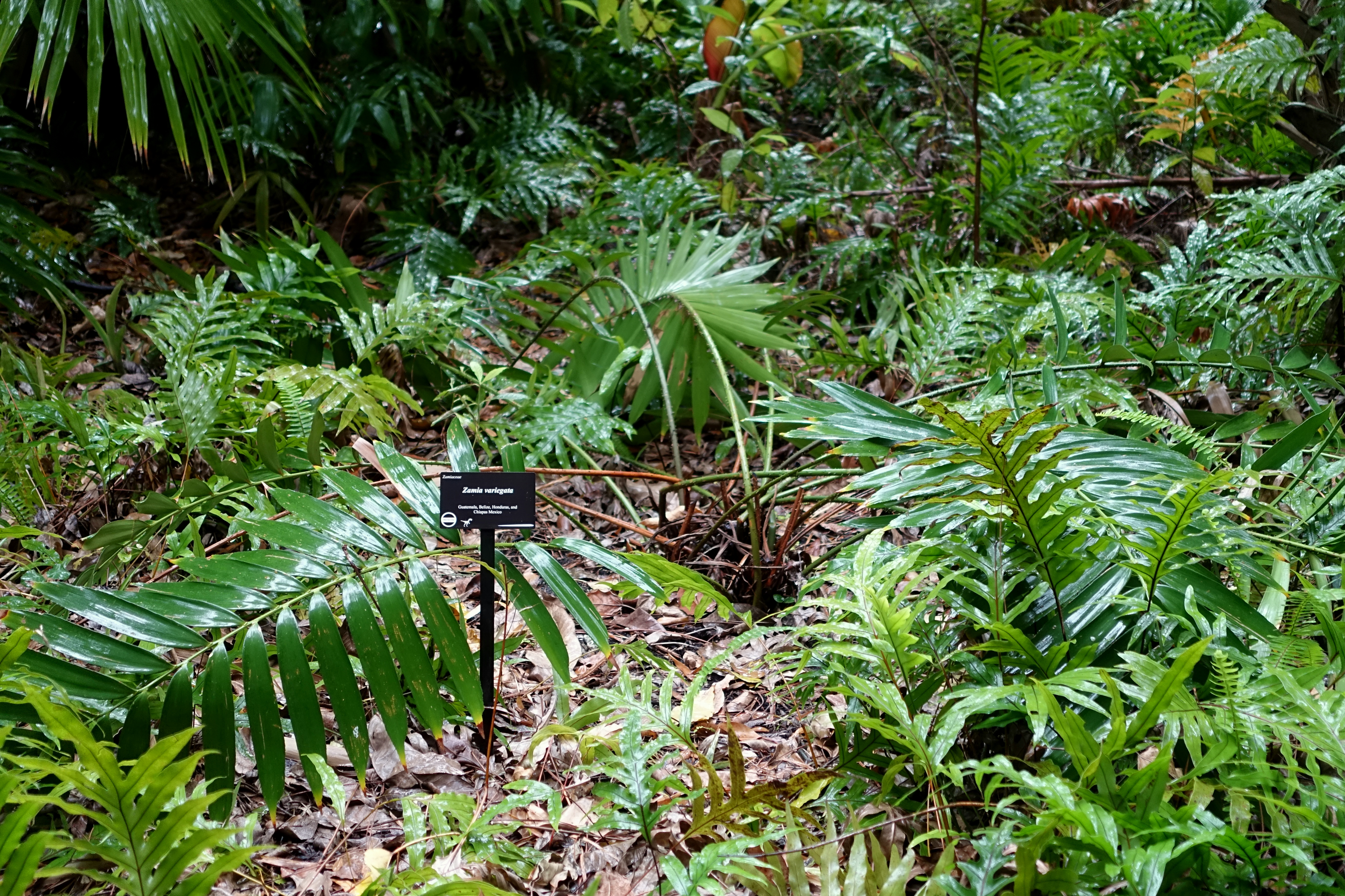 Zamia Species, Cycad, Giant Spotted Zamia, Speckled Zamia