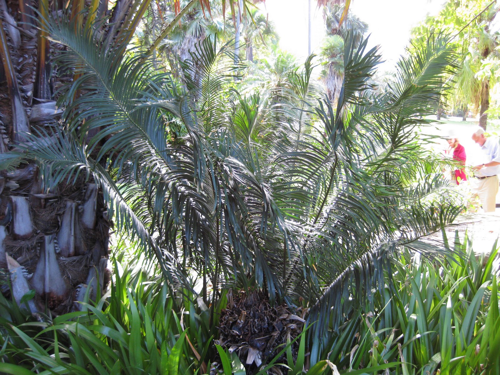 Cycad, Sago