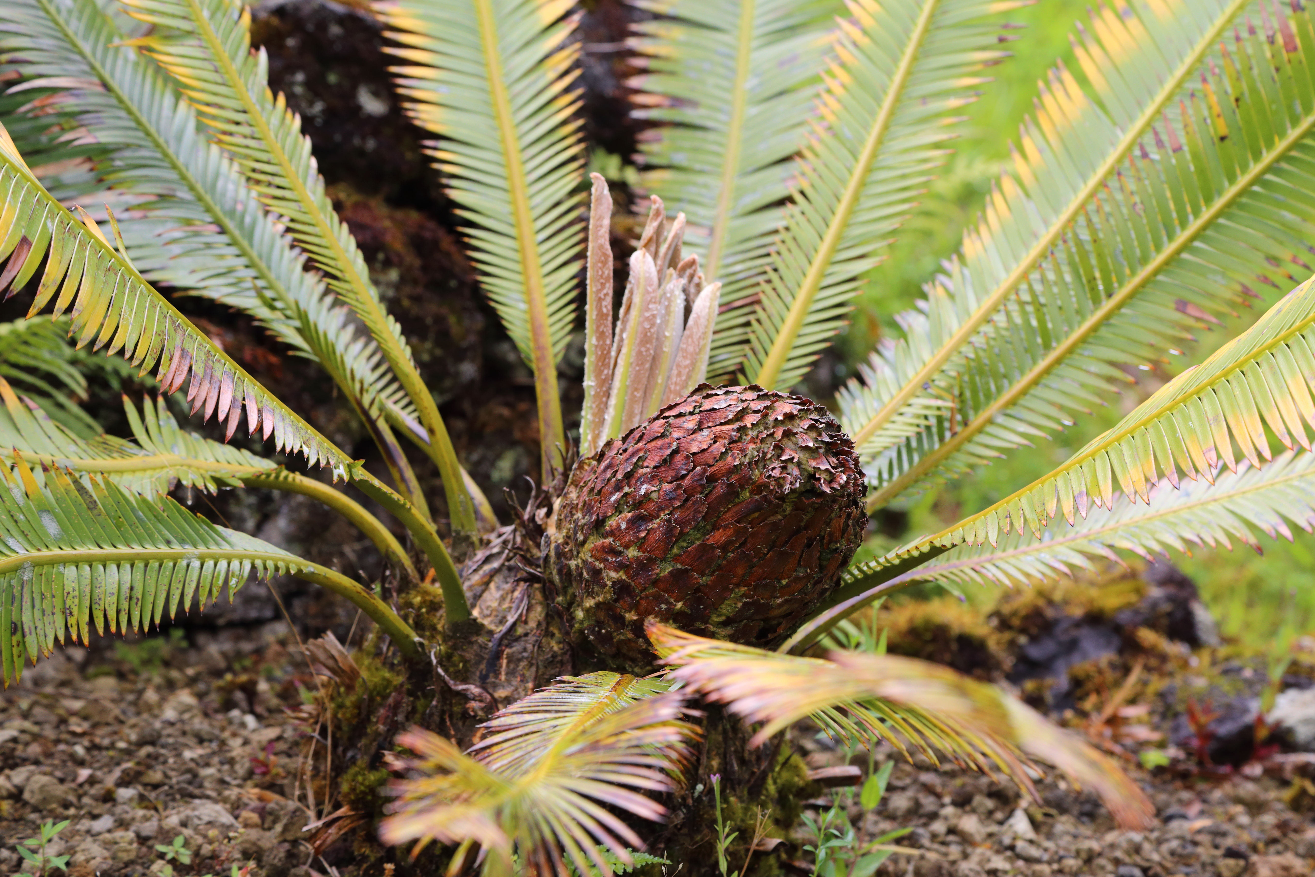Dioon Species, Chestnut Dioon, Cycad, Edible-Seed Cycas