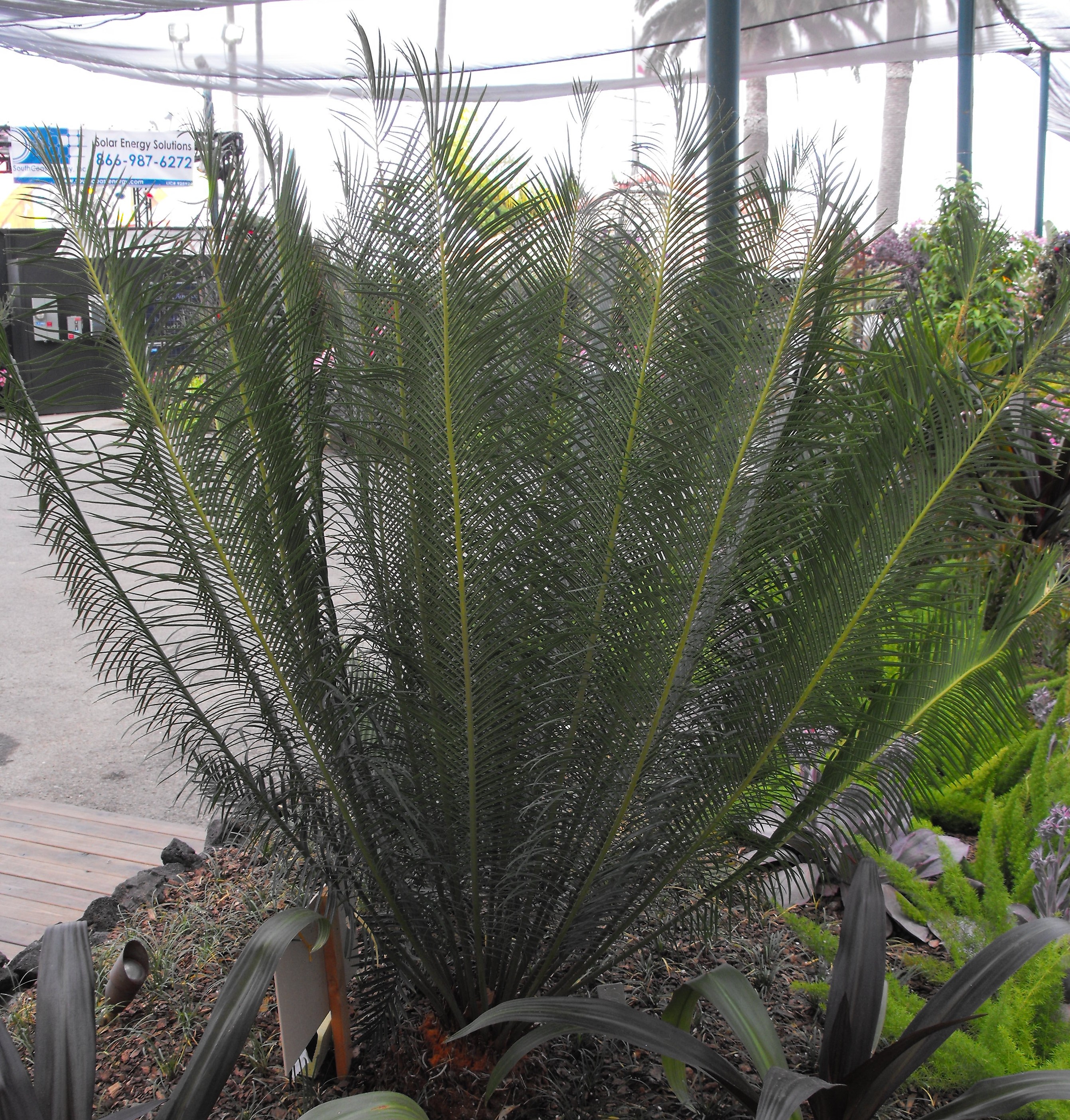 Cycad, Hardy Sago