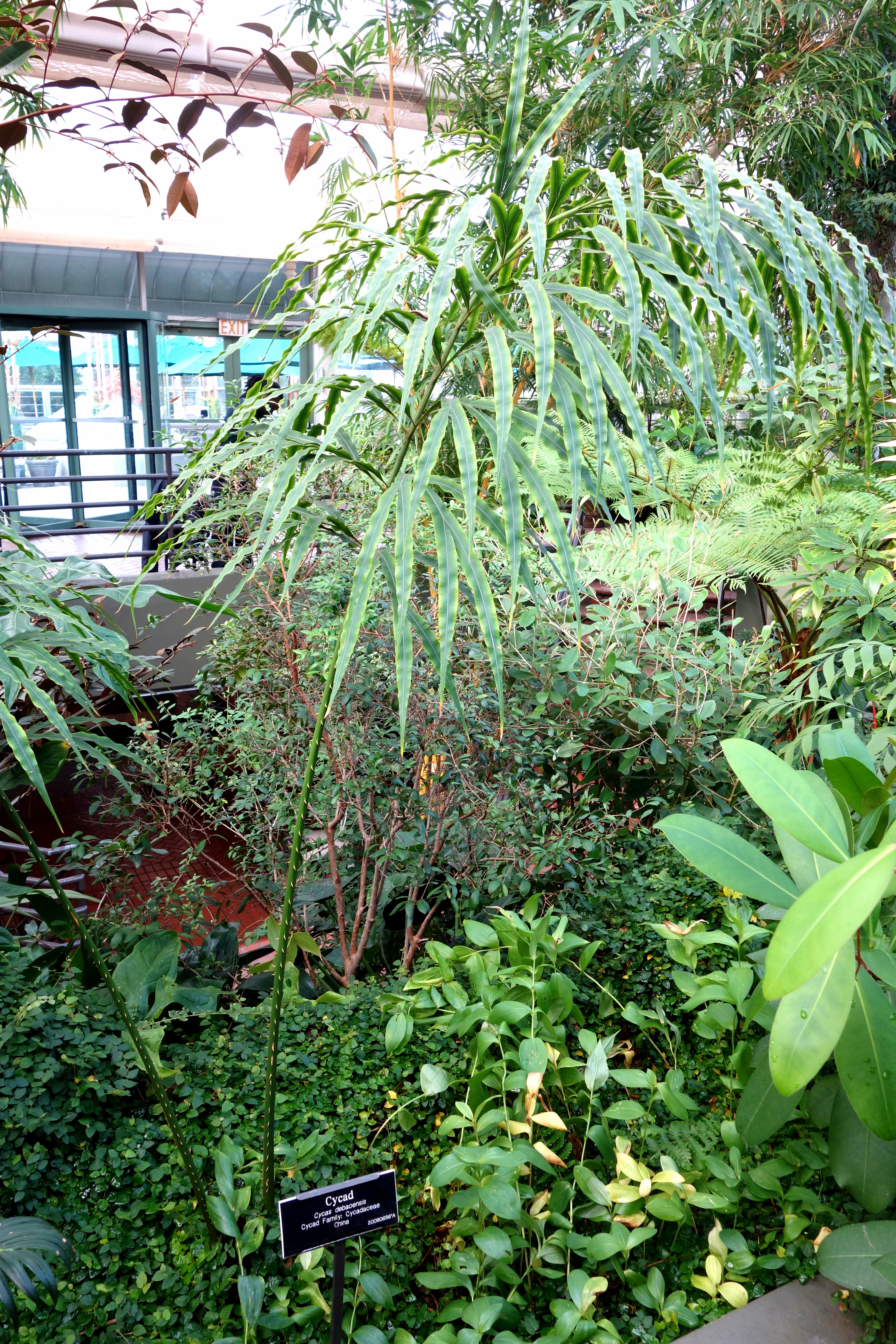 Cycas Species, Cycad, Multipinnate Cycad
