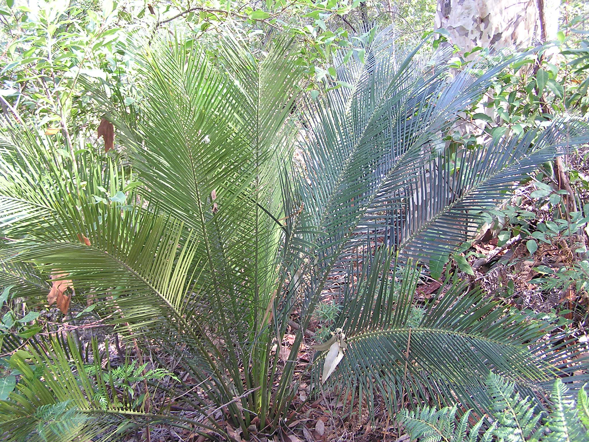 Cycad Species, Burrawang, Burrawong
