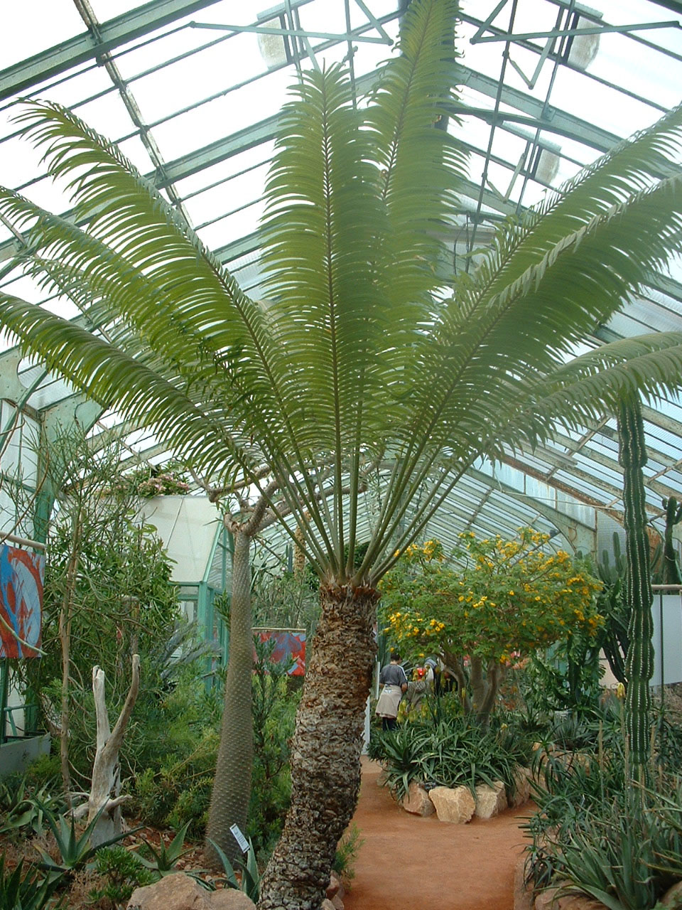 Cycas Species, Cycad, Madagascar Sago