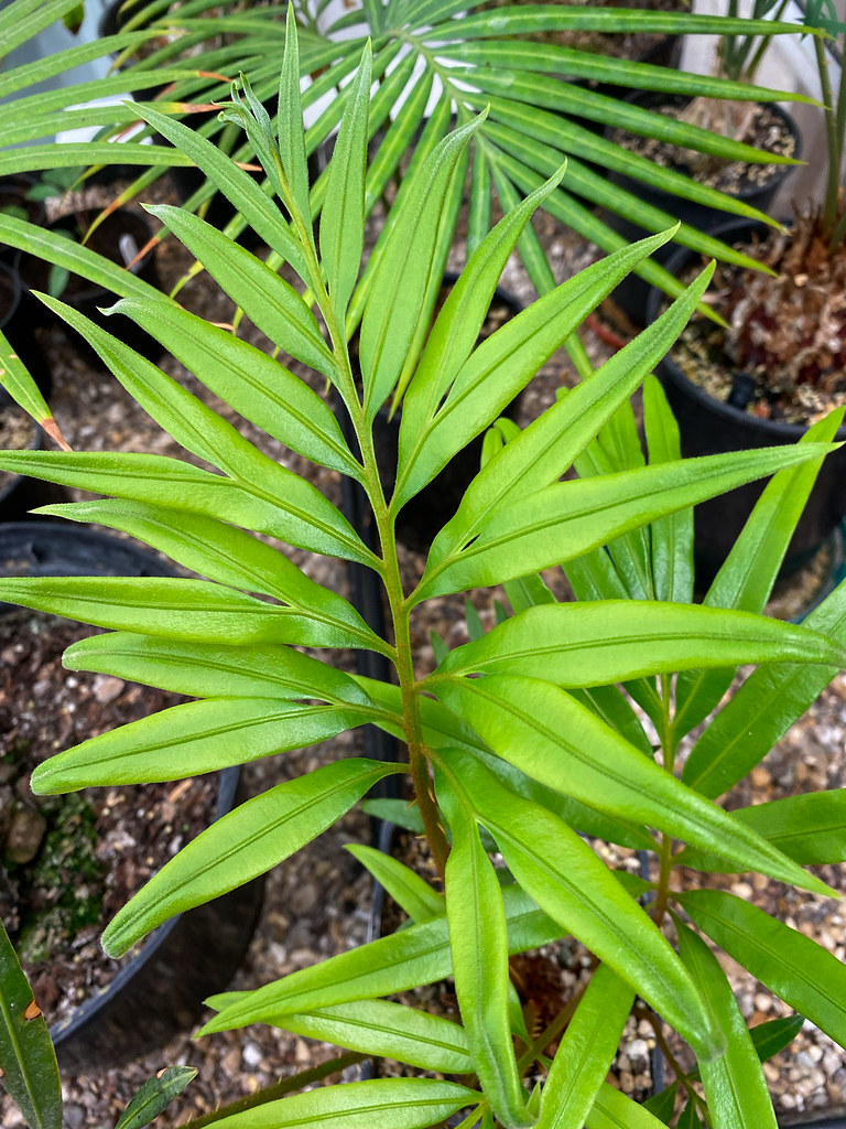 Fork-Leafed Cycad, Chaye Sutie