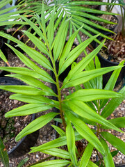 Fork-Leafed Cycad, Chaye Sutie