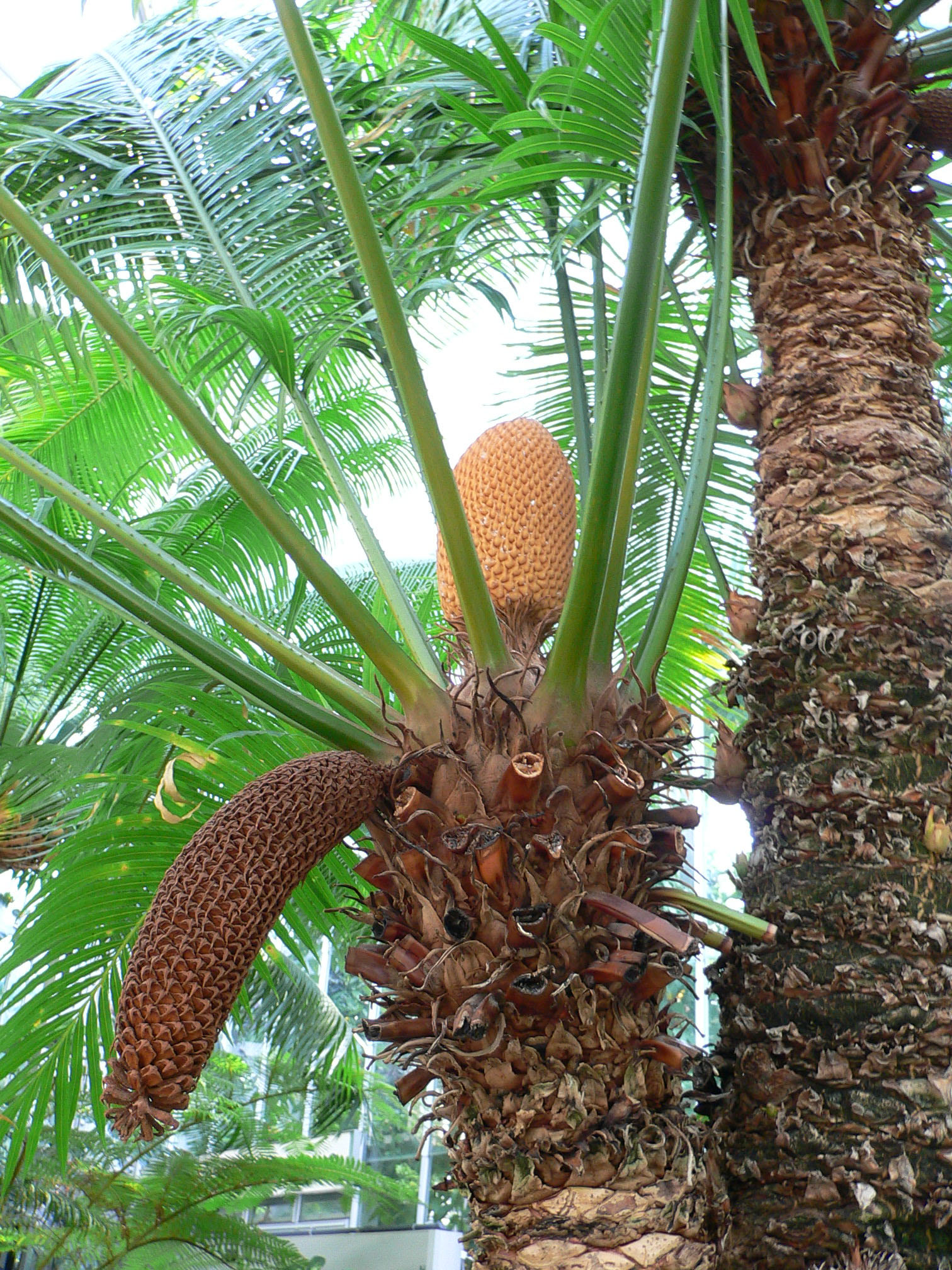 Zamia Species, Cycad - Zamia prasina