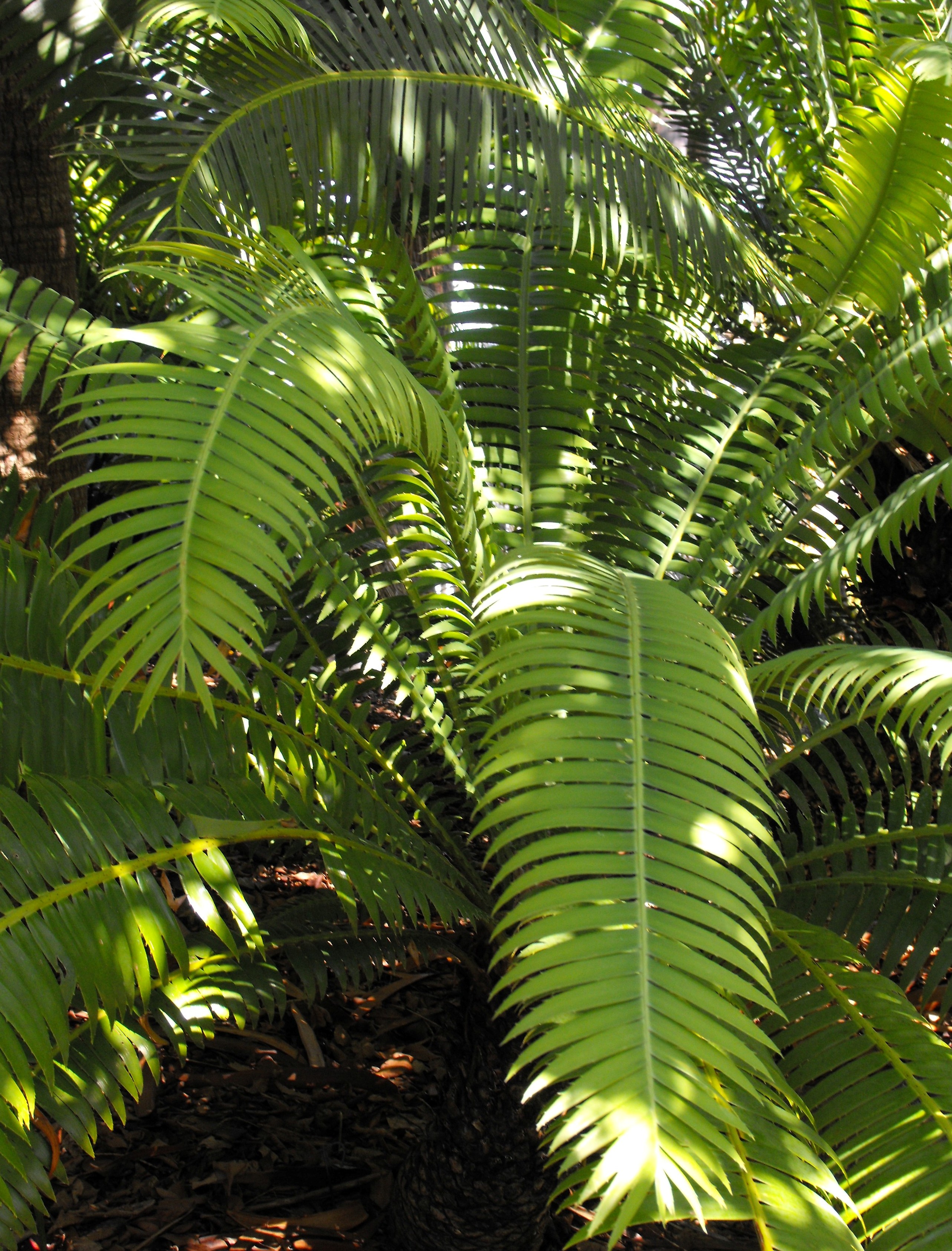 Cycad - Dioon holmgrenii