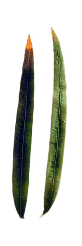Cycad - Cycas tansachana