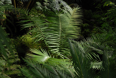 Ceratozamia, Cycad El Mirador