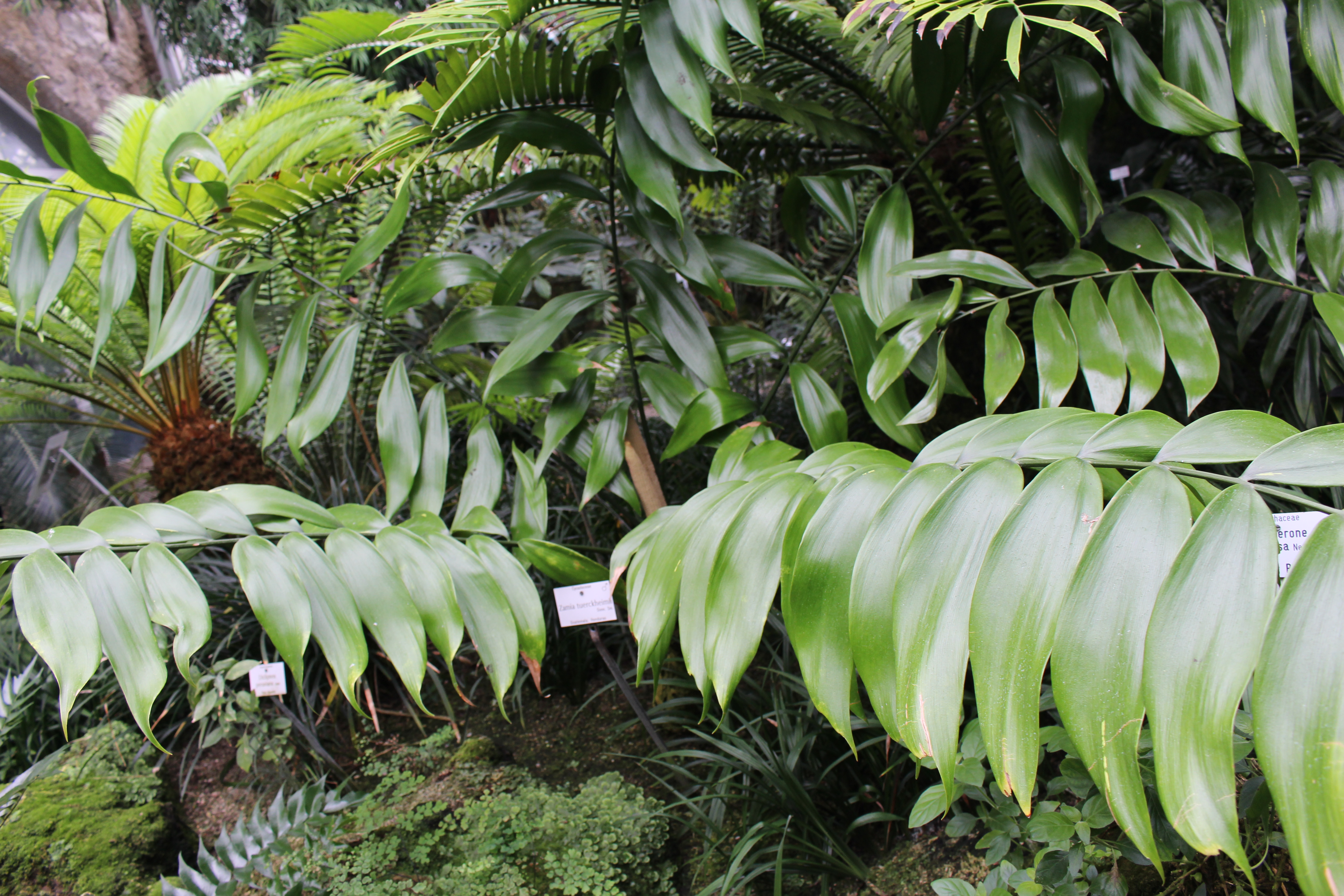 Zamia Species, Cycad - Zamia tuerckheimii