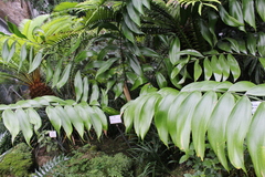 Zamia Species, Cycad - Zamia tuerckheimii