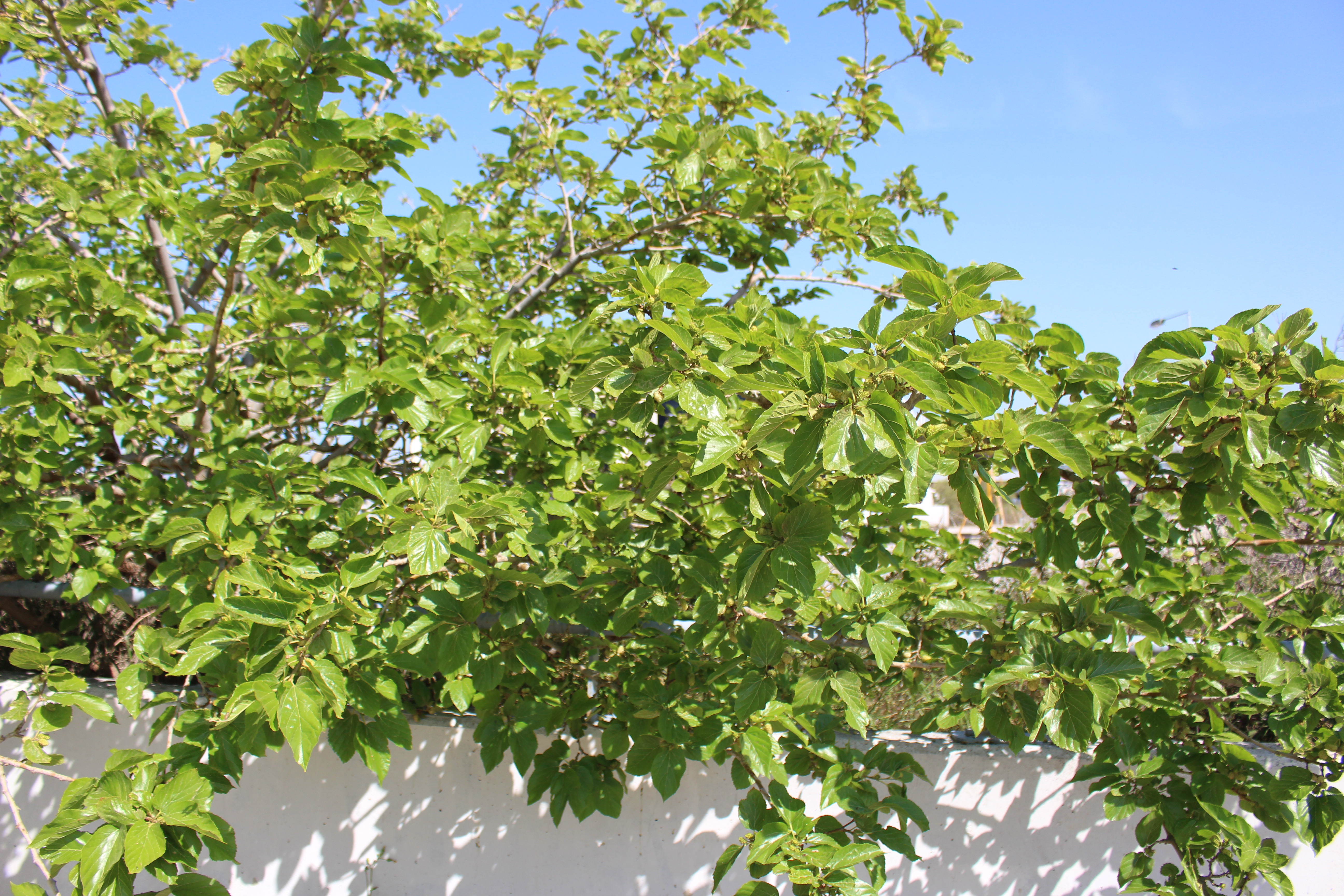 Morus Species, White Mulberry Tree