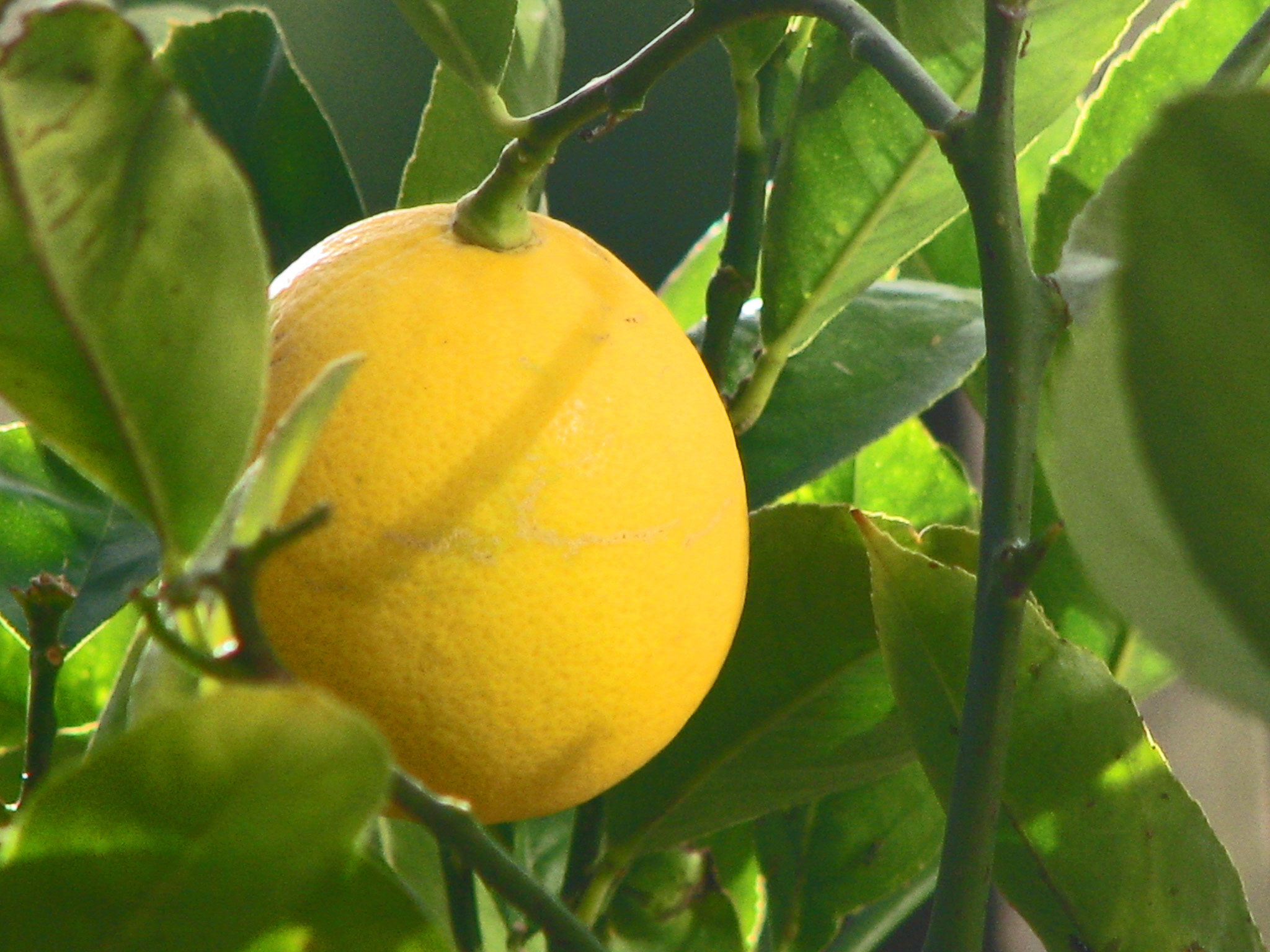 Citrus, Meyer Lemon, Valley Lemon Meyer