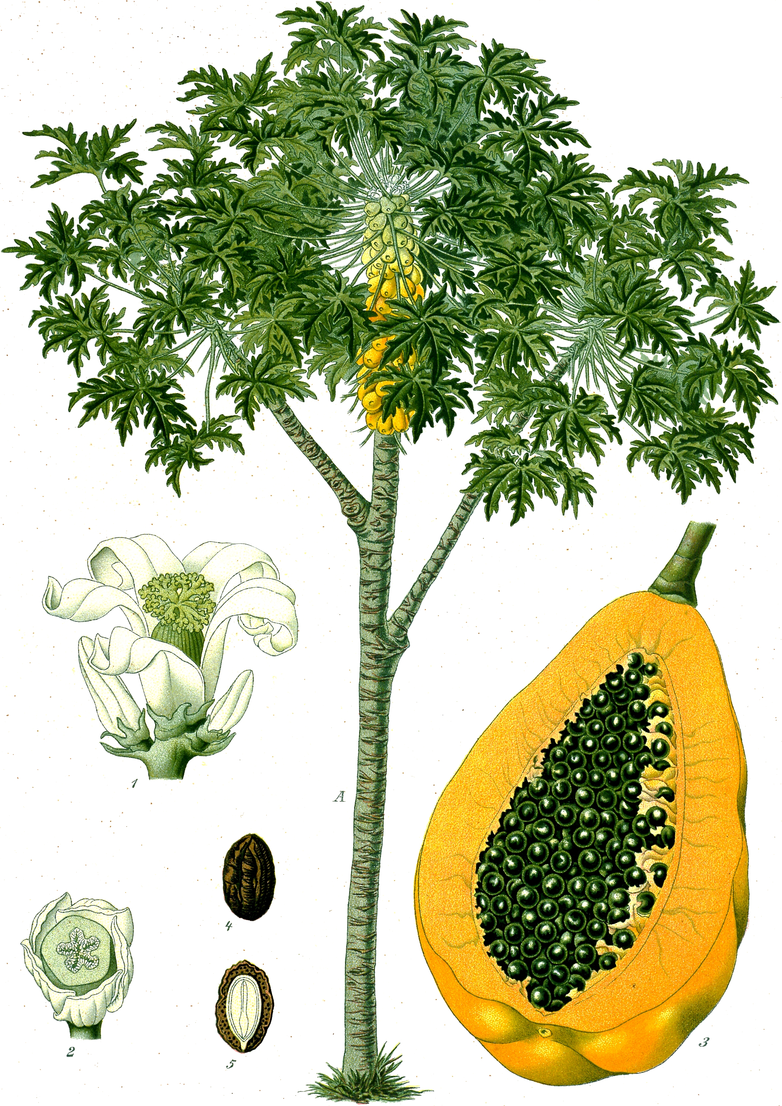 Carica Species, Mamao-Macho, Melon Tree, Papaya