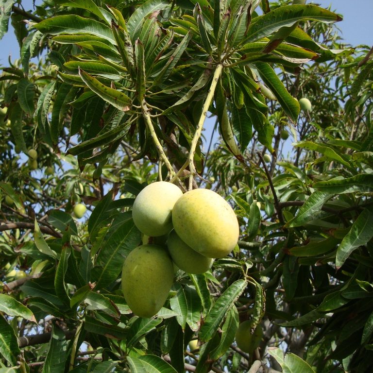Mangifera Species, Bowen Mango
