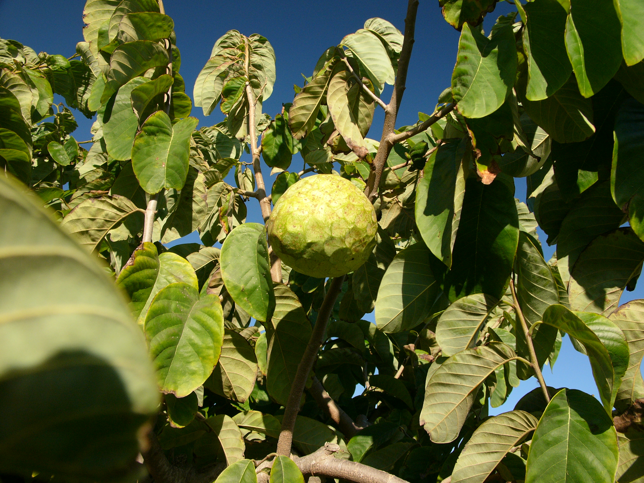 Annona Species, Cherimoya, Custard Apple