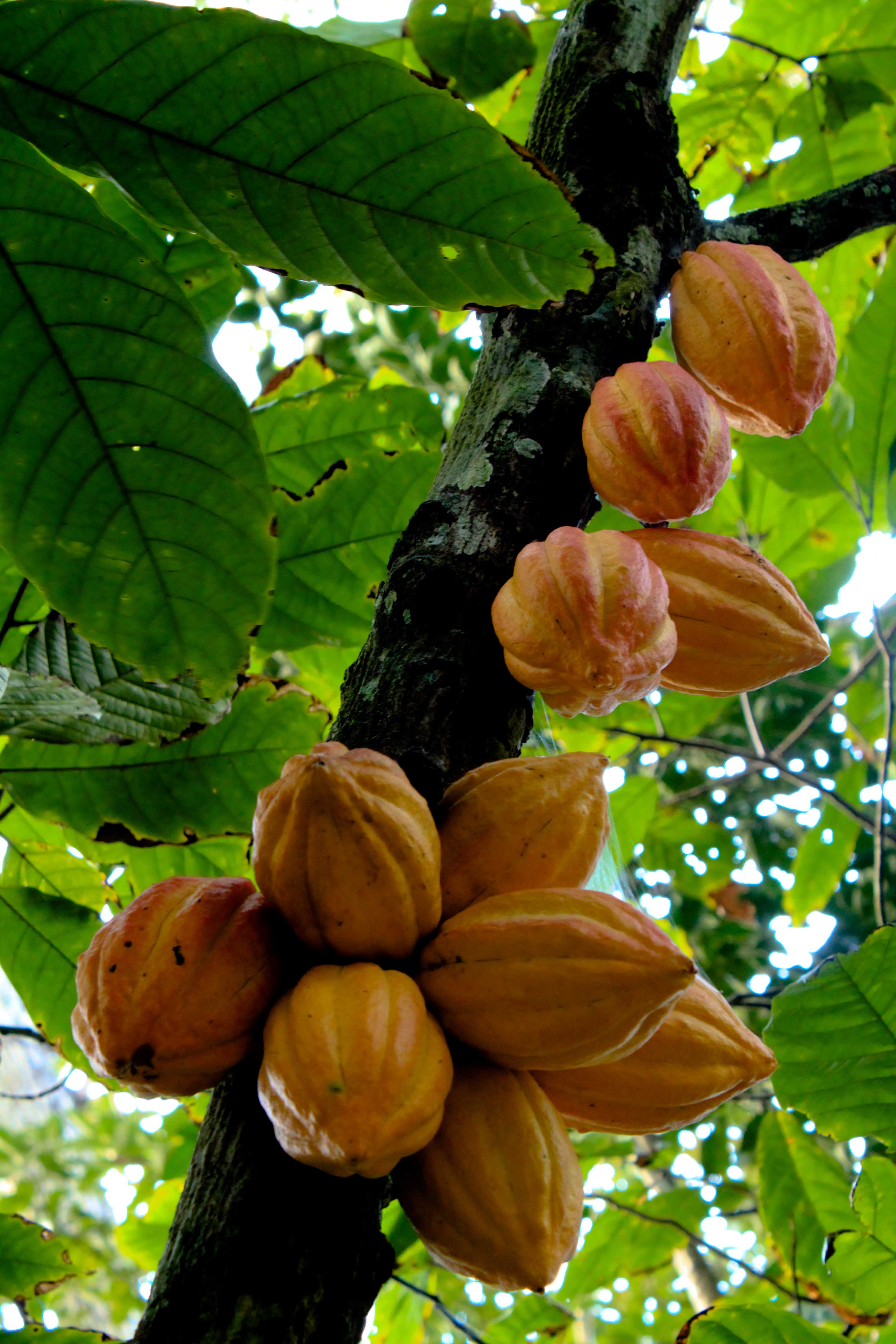 Theobroma Species, Cacao, Cocoa Tree