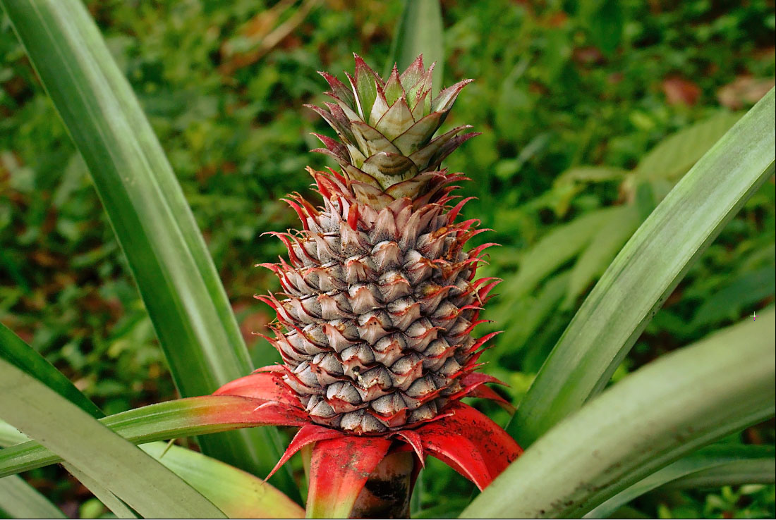Ananas Bromeliad Species, Common Edible Pineapple
