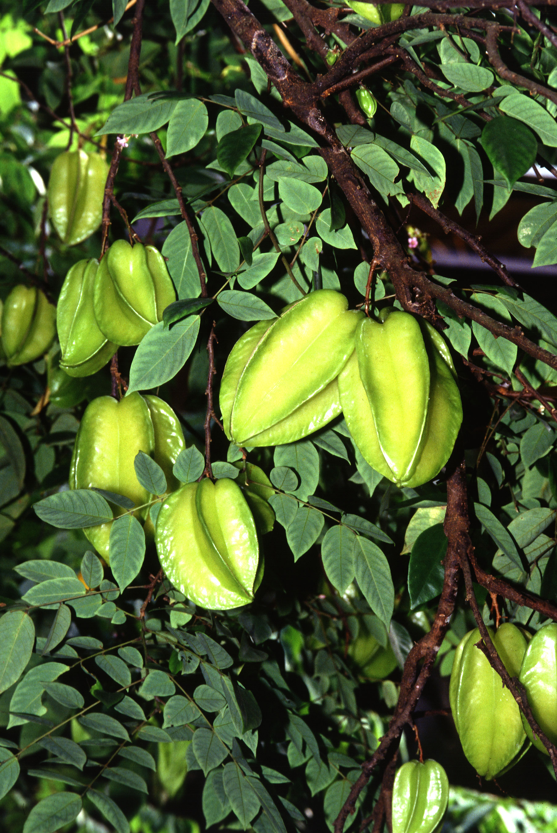 Averrhoa Species, Star Fruit