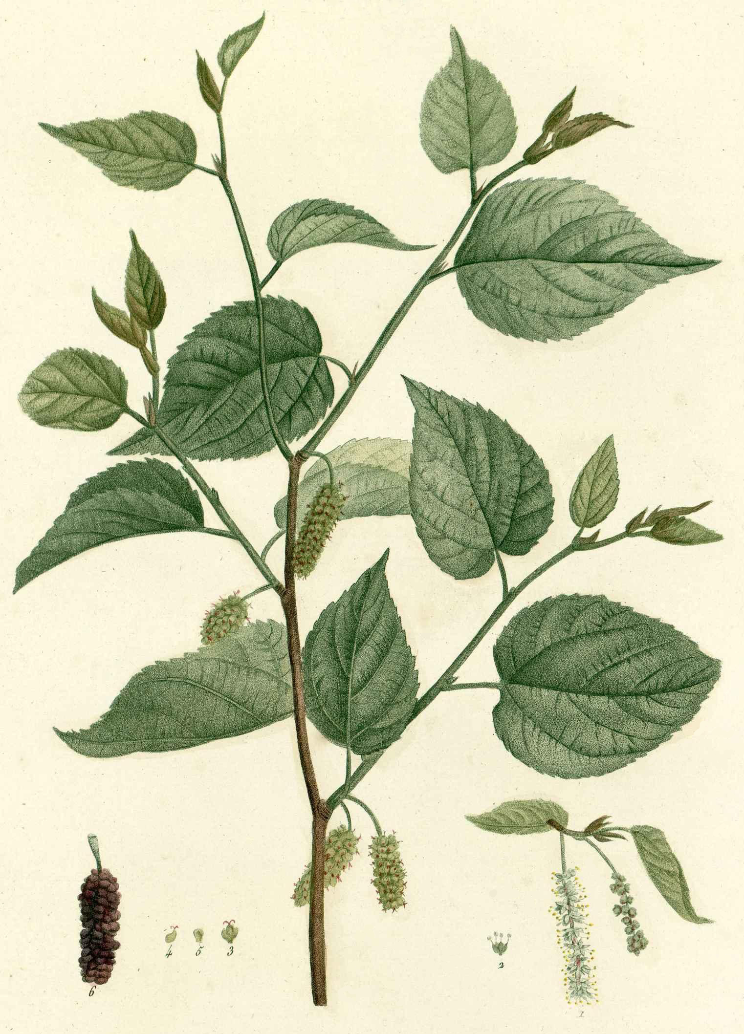 Red Mulberry Tree