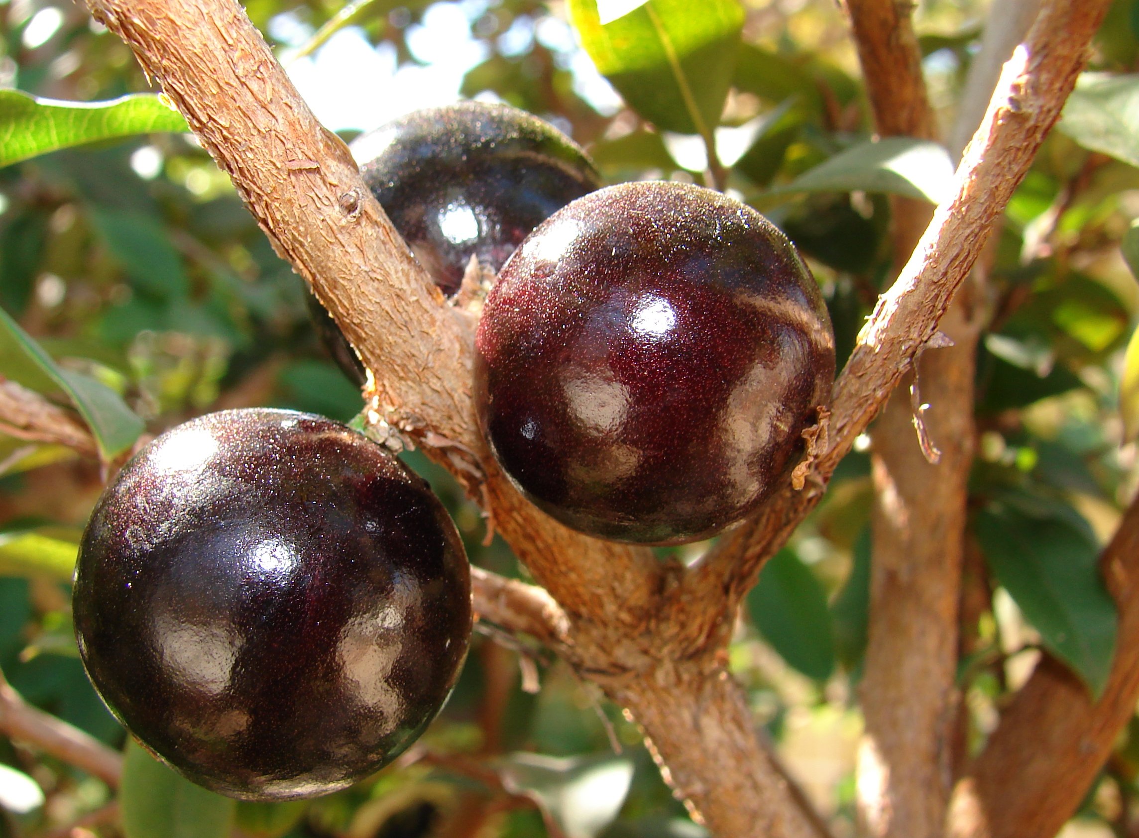 Plinia Species, Brazilian Grape Tree, Jaboticaba