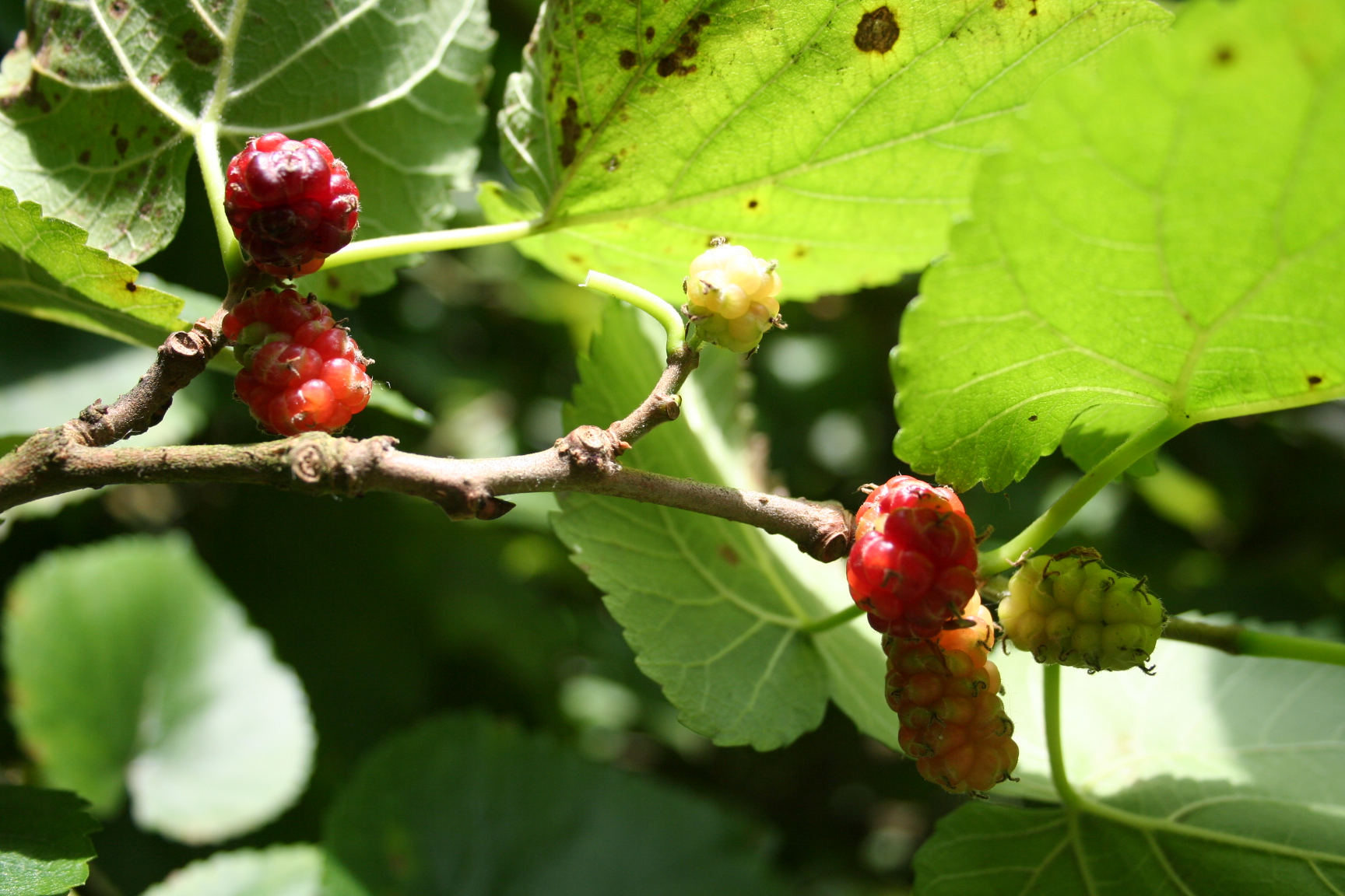 Mulberry Tree Illinois Everbearing