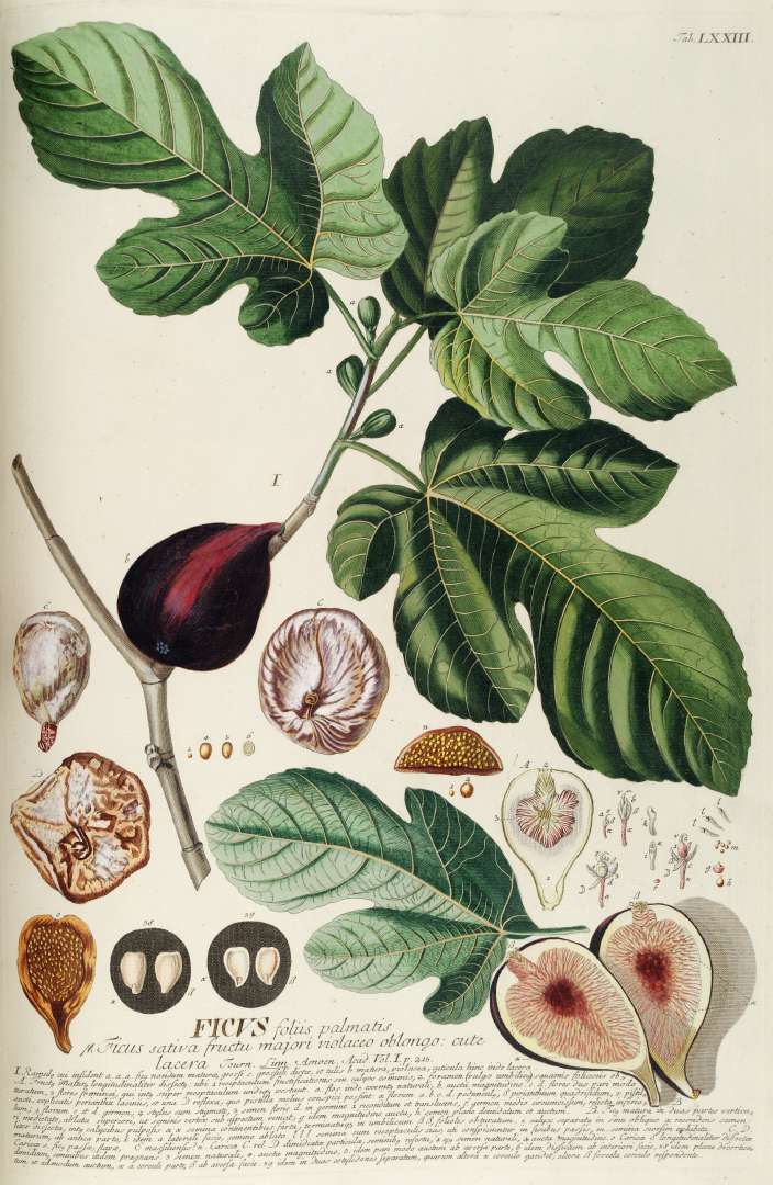 Ficus, Common Fig, Edible Fig, Higo Celeste
