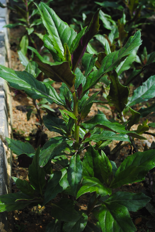 Gynura Species, Okinawan Spinach