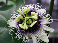 Passiflora Species, Granadilla, Passion Flower, Passion Fruit, Passion Vine