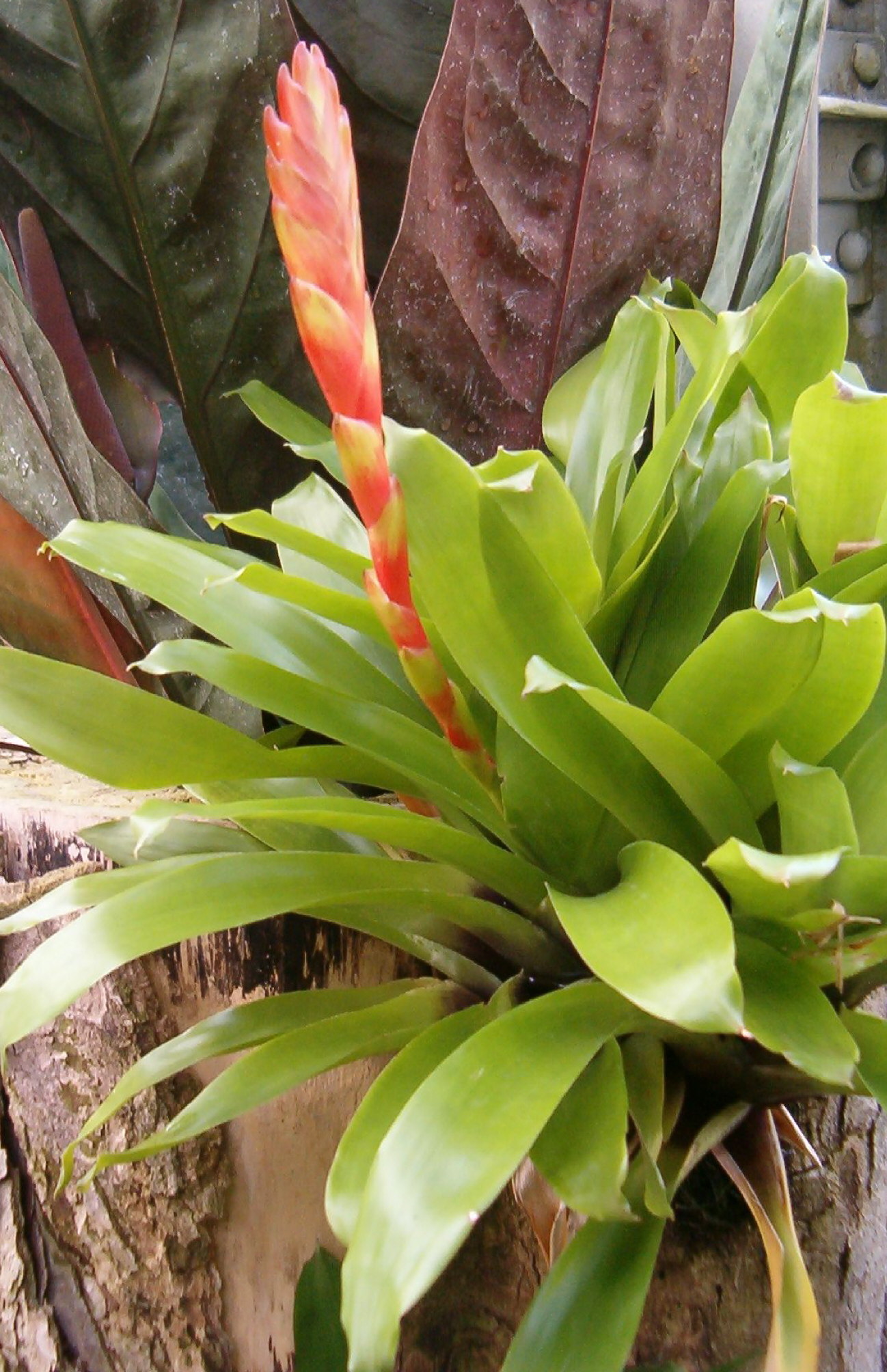 Vriesea Bromeliad Midnight Splendor