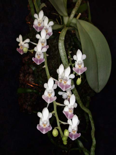 Species Orchid, Moth Orchid, Parishs Phalaenopsis
