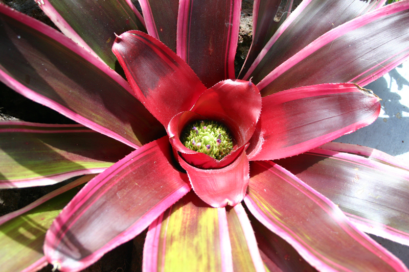 Neoregelia Bromeliad Luna