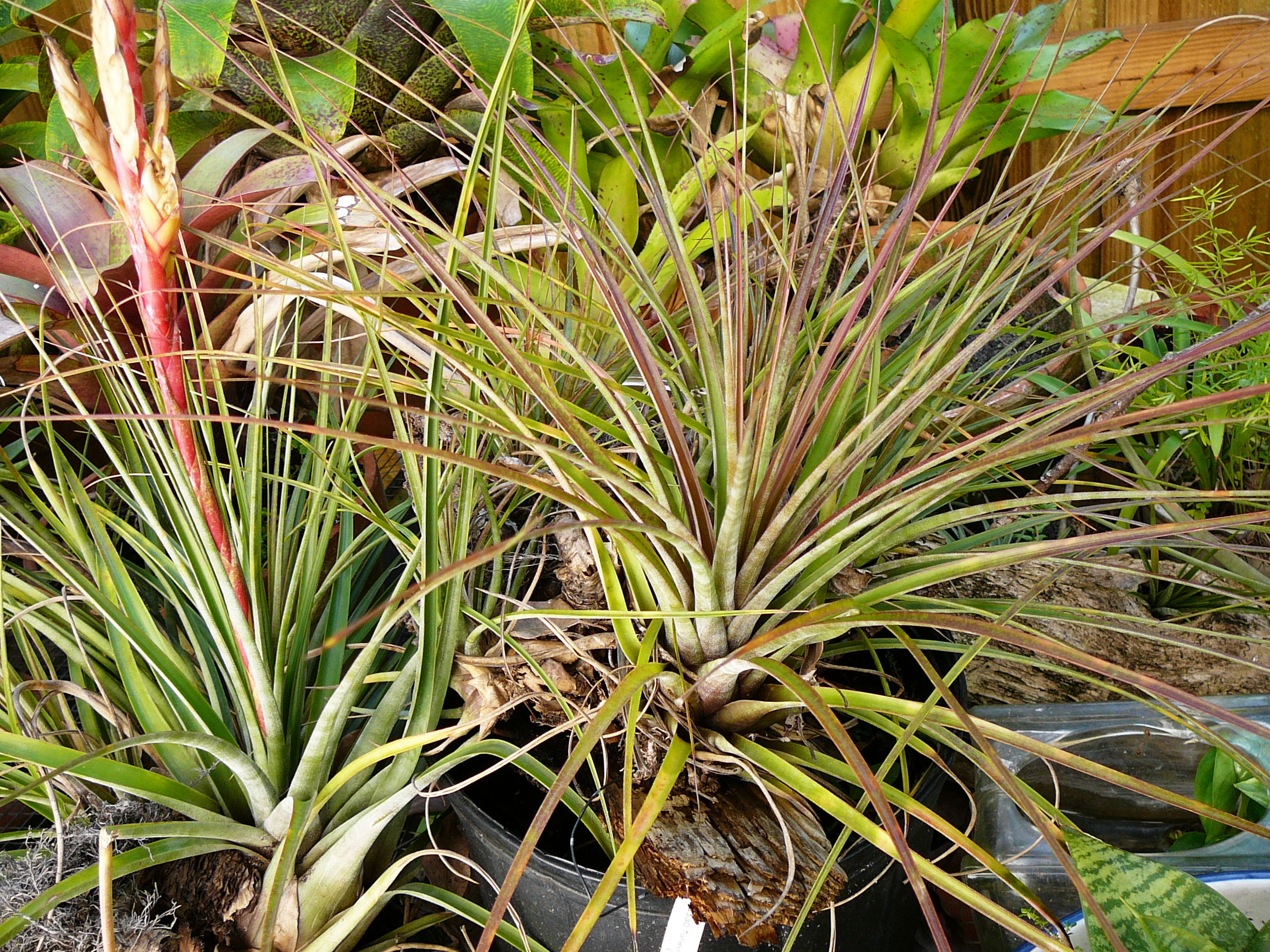 Tillandsia Bromeliad, Air Plant - Tillandsia schiedeana