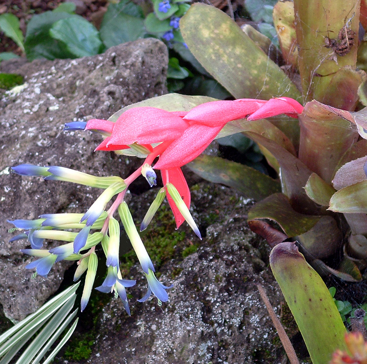 Billbergia Bromeliad, Queen’s-Tears Las Manchas