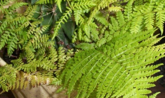 Athyrium Species, Lady Fern