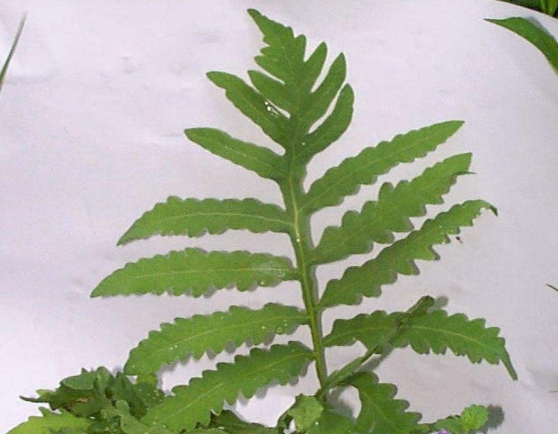 Onoclea, Sensitive Fern, Bead Fern