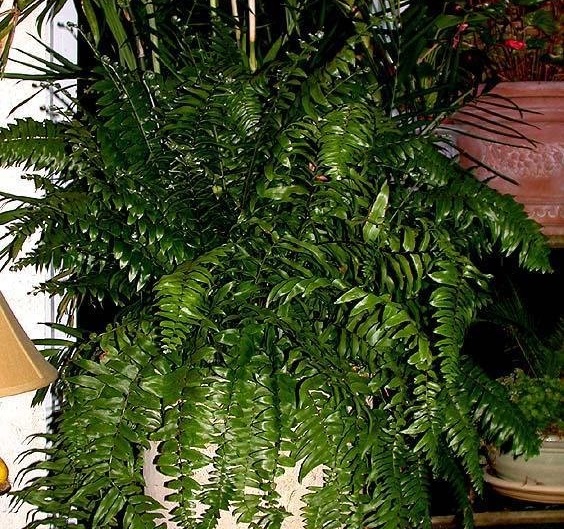Nephrolepis, Giant Sword Fern, Macho Fern Macho