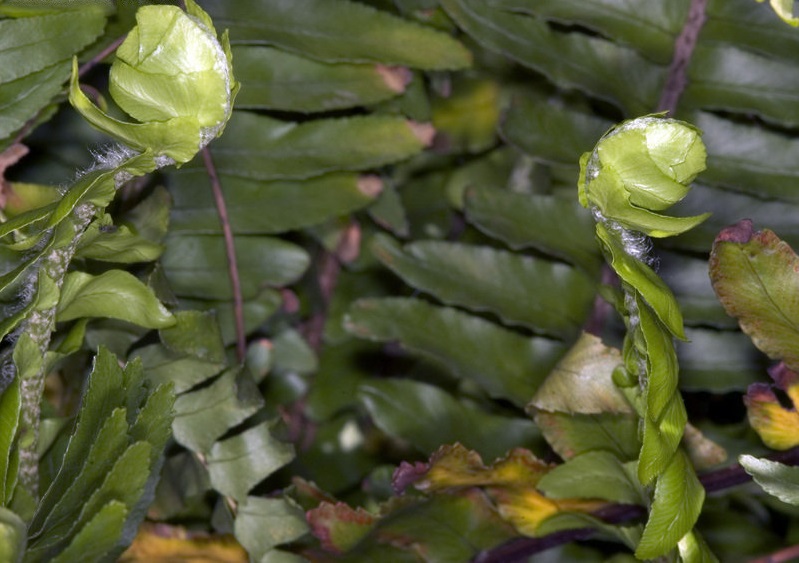 Nephrolepis Species, Sword Fern