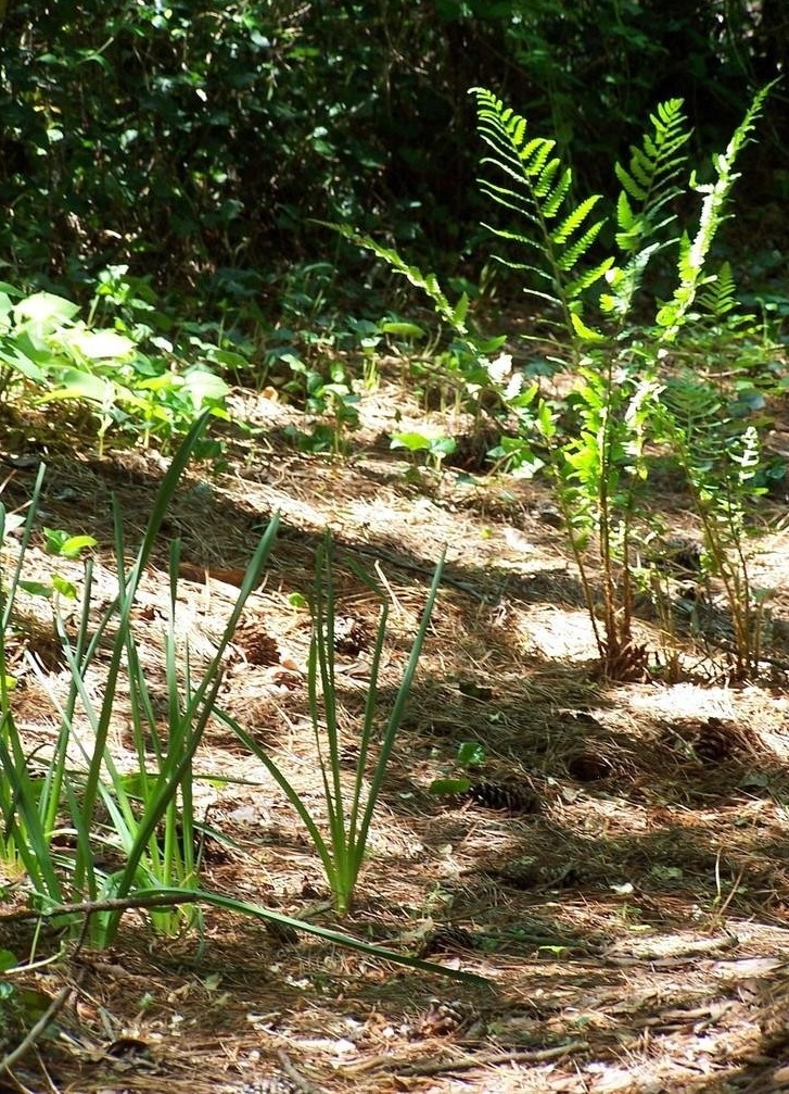 Dixie Wood Fern