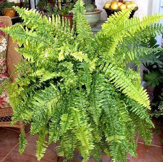 Nephrolepis, Boston Fern Tiger